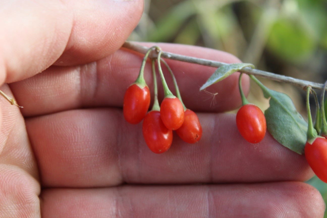 Himalayan goji