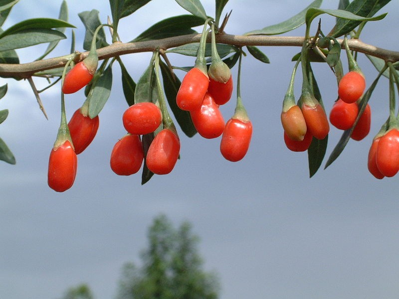 Goji en pot de 3 litres