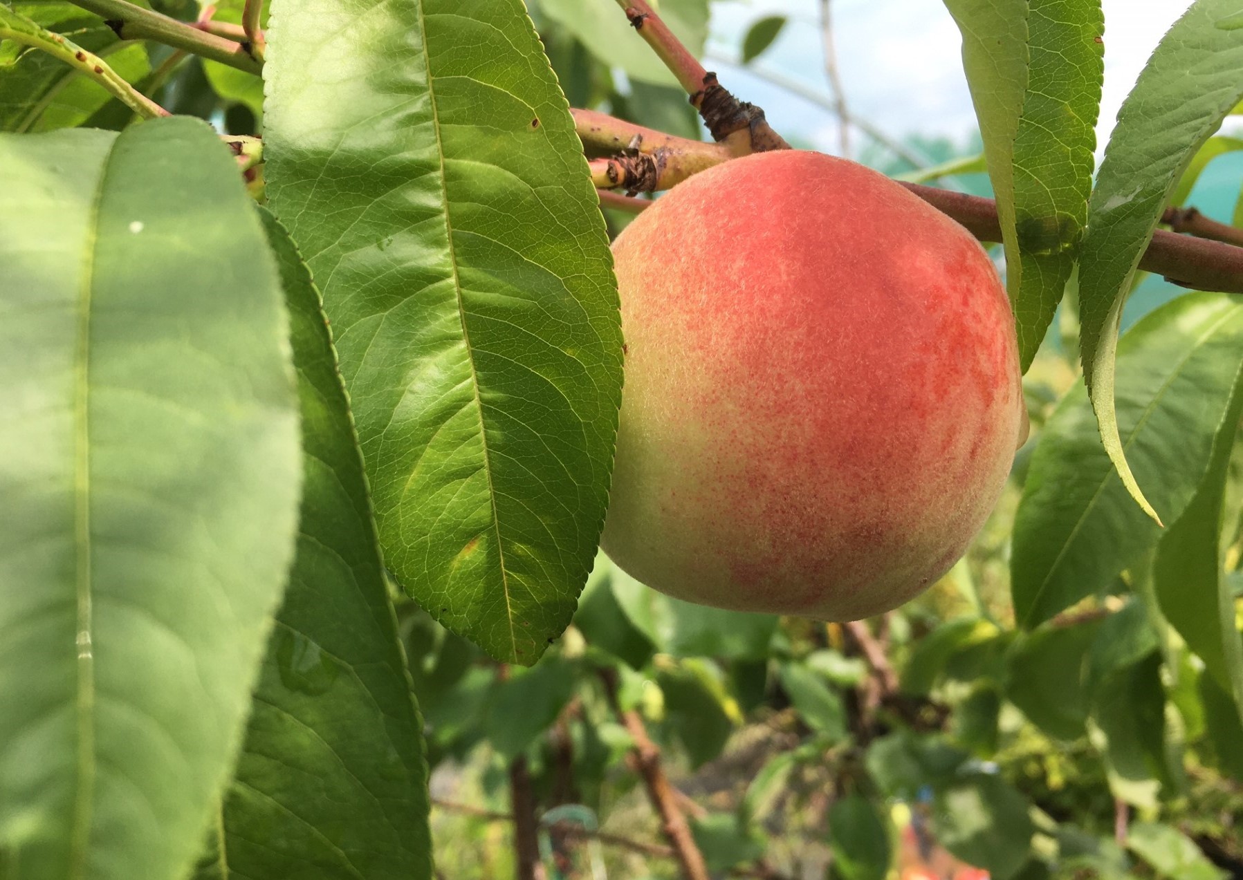 Peach Bénédicte