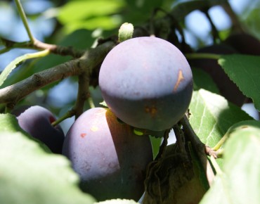 Plum tree Reine Claude...