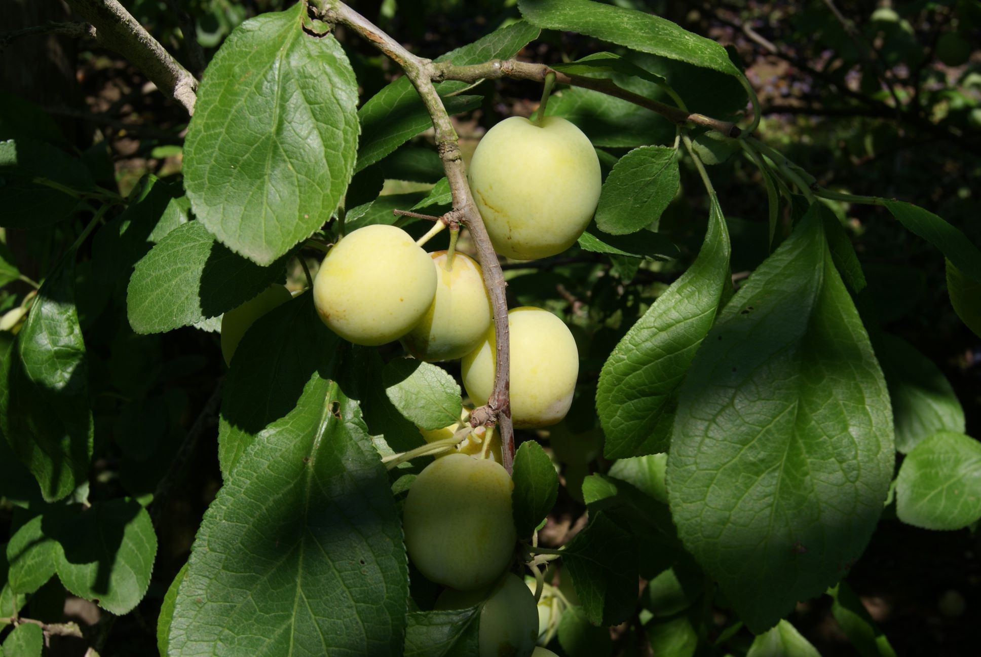 Pflaume Reine Claude d'Oullins (im 10-Liter-Topf)