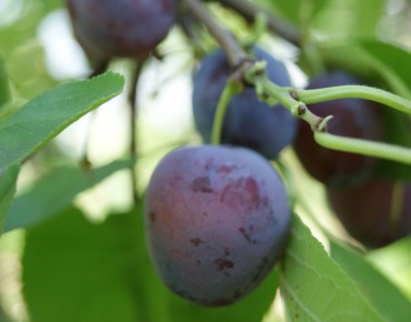 Plum tree Opal