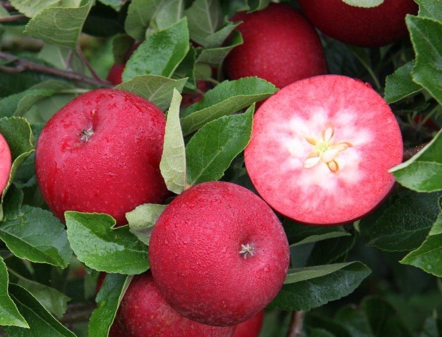 Rosette apple tree