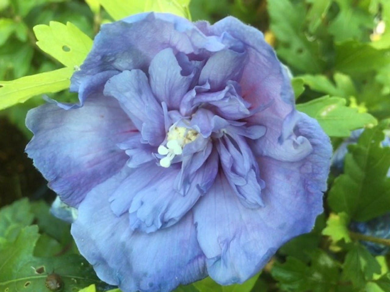 Hibiscus Blue Chiffon