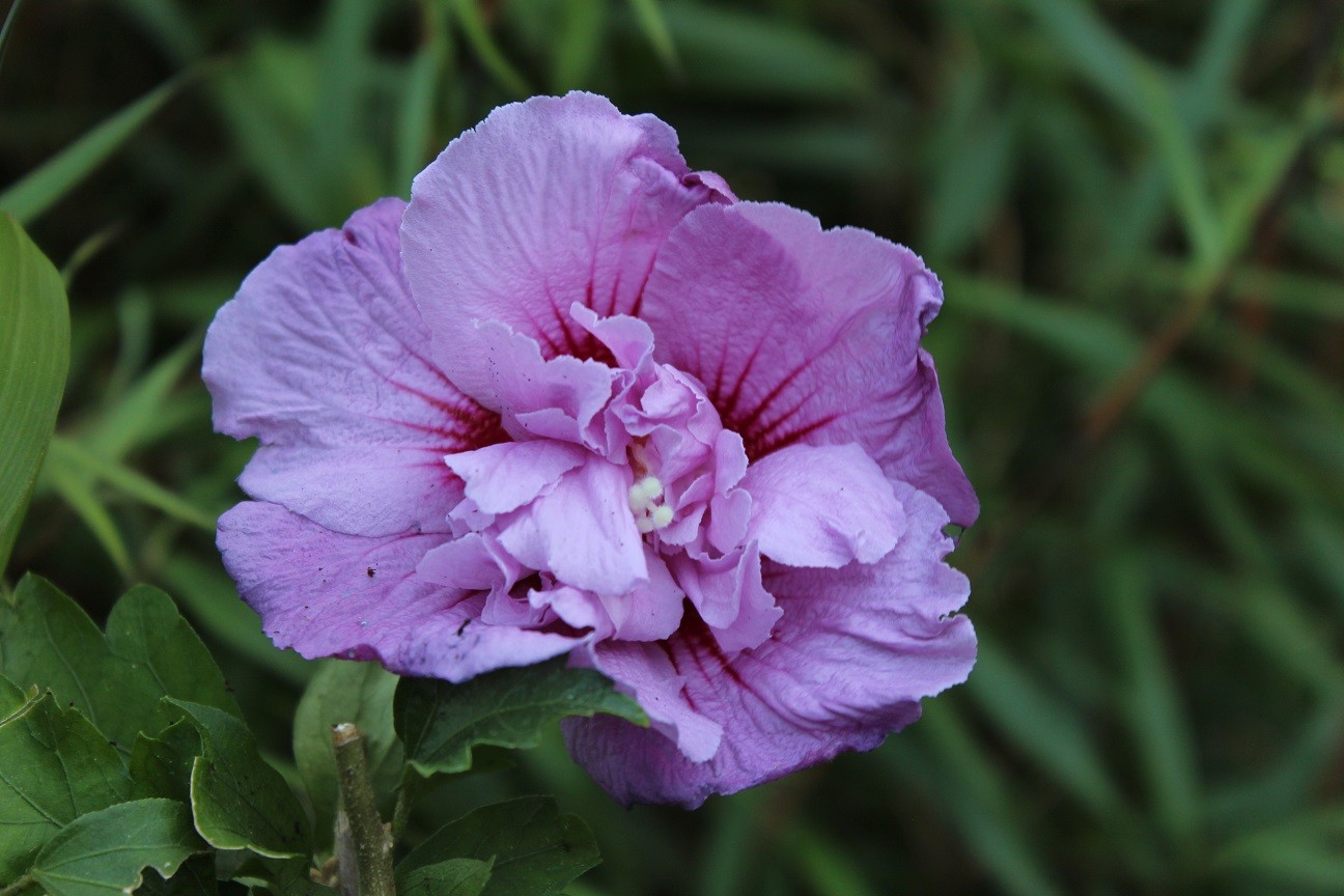 Garteneibisch Lavender Chiffon