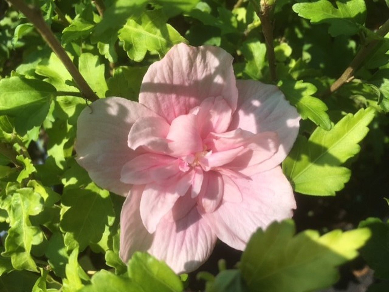 Garteneibisch Pink Chiffon