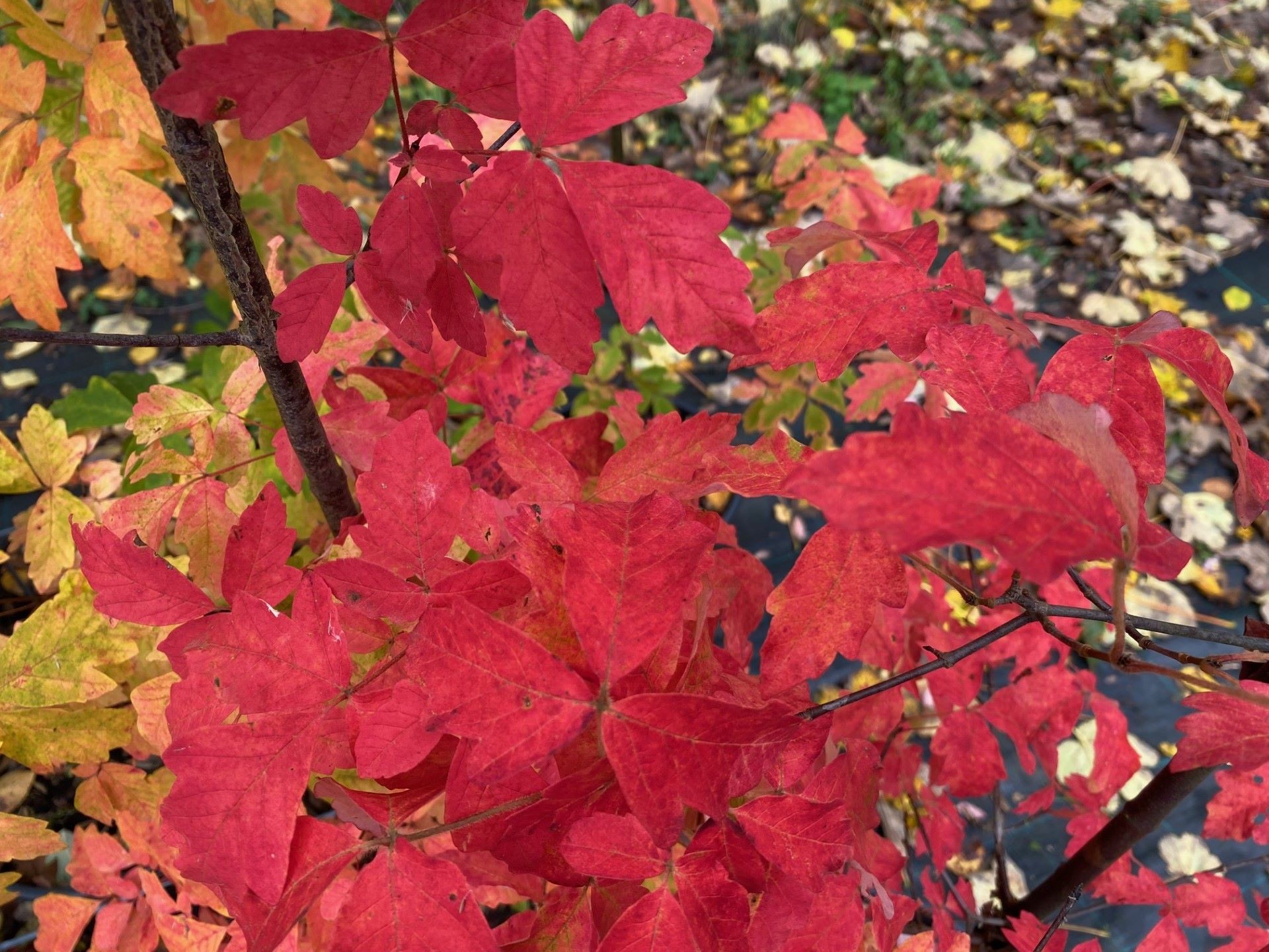 Paperbark maple