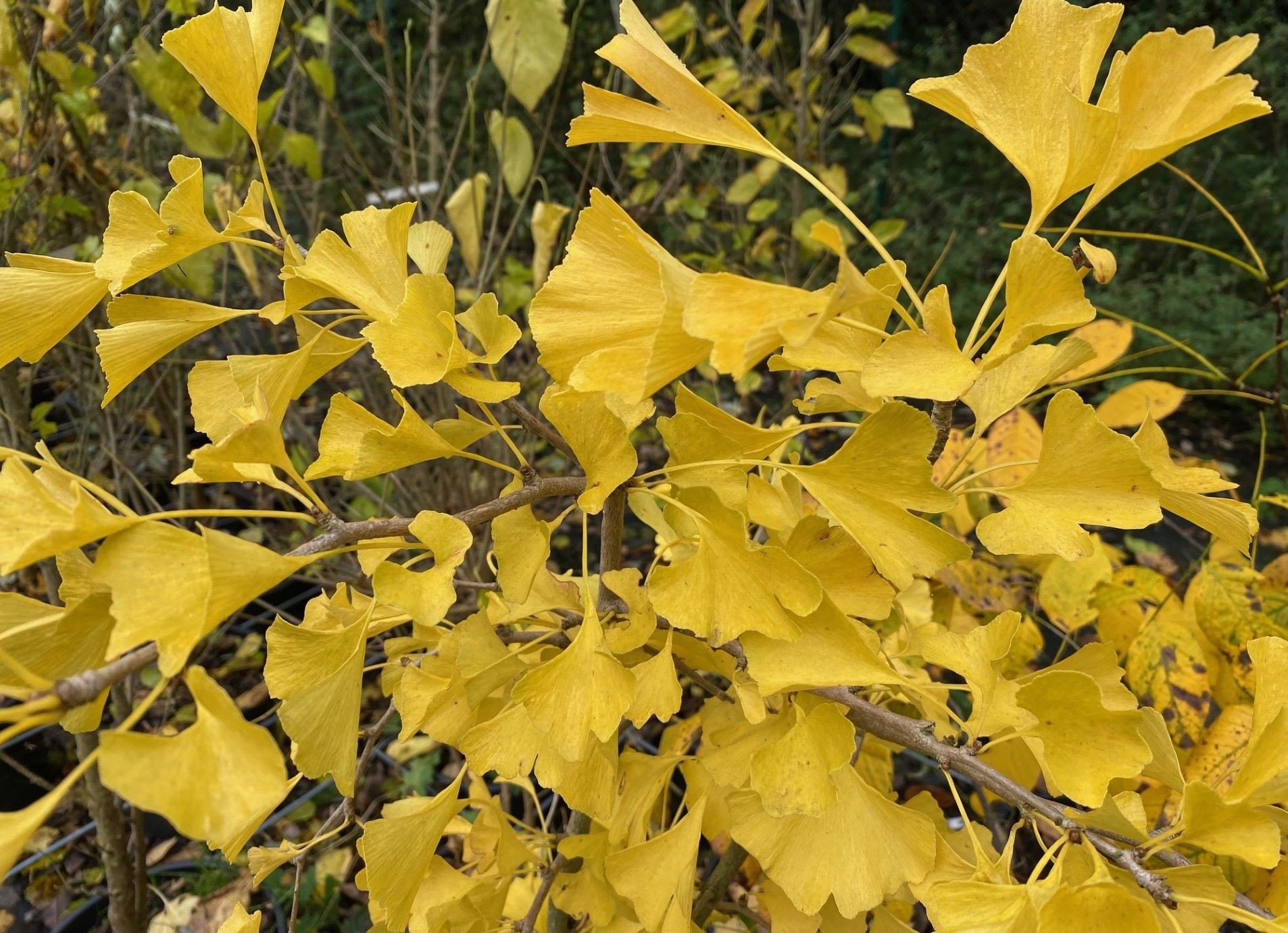 Ginkgobaum