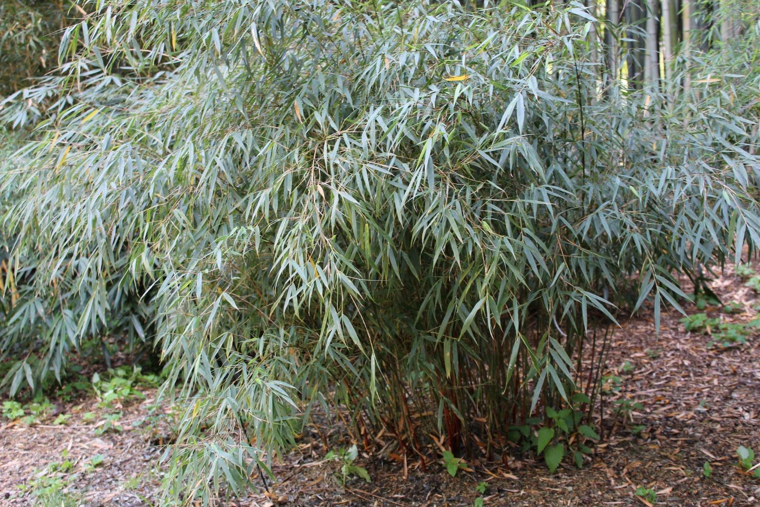 Bamboo Fargesia Scabrida Asian Wonder