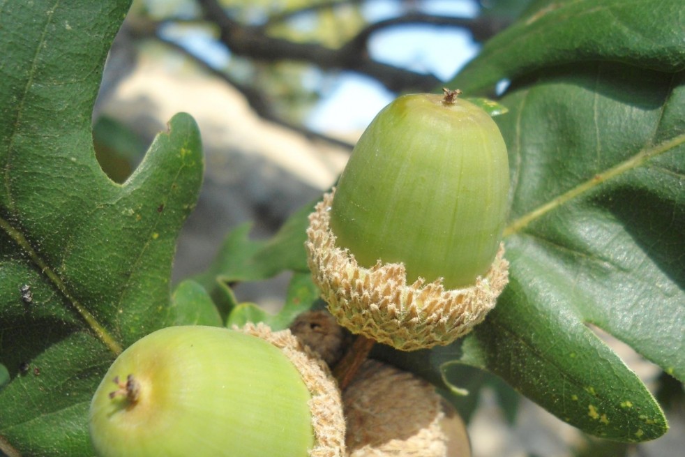 Quercus Frainetto -Dimìtar Nàydenov, CC BY-SA 4.0 via Wikimedia Commons