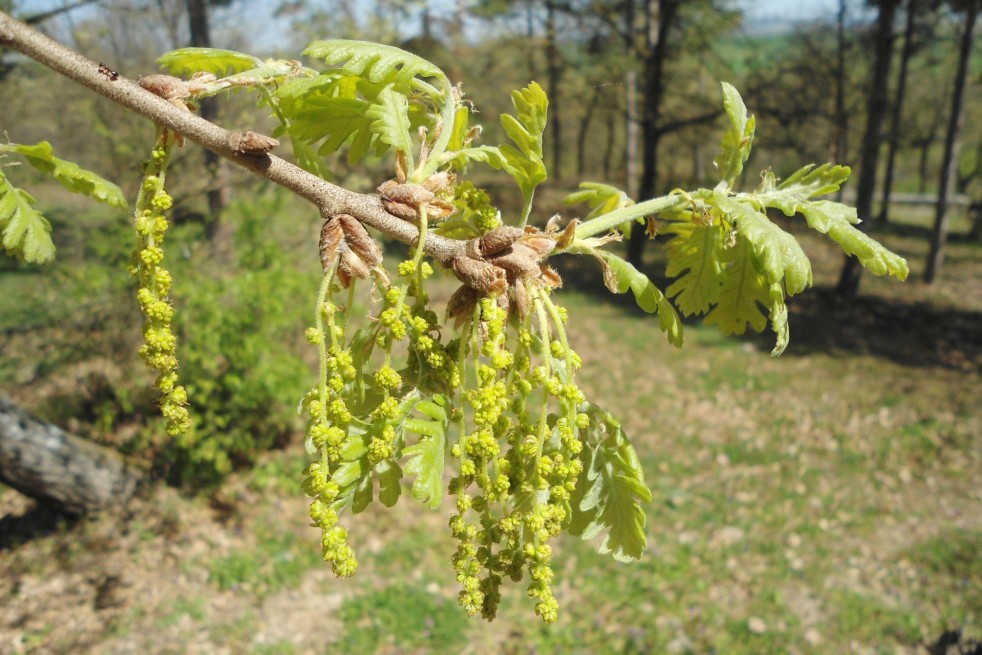 Quercus Frainetto -Dimìtar Nàydenov, CC BY-SA 4.0 via Wikimedia Commons