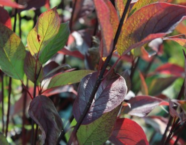 Cornus alba Kesselringii feuillage automnal