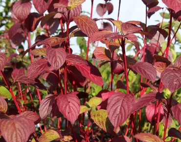 Siberian dogwood