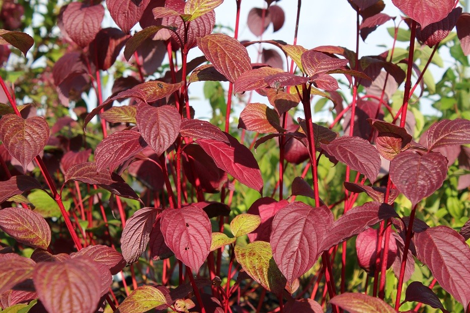 Siberian dogwood