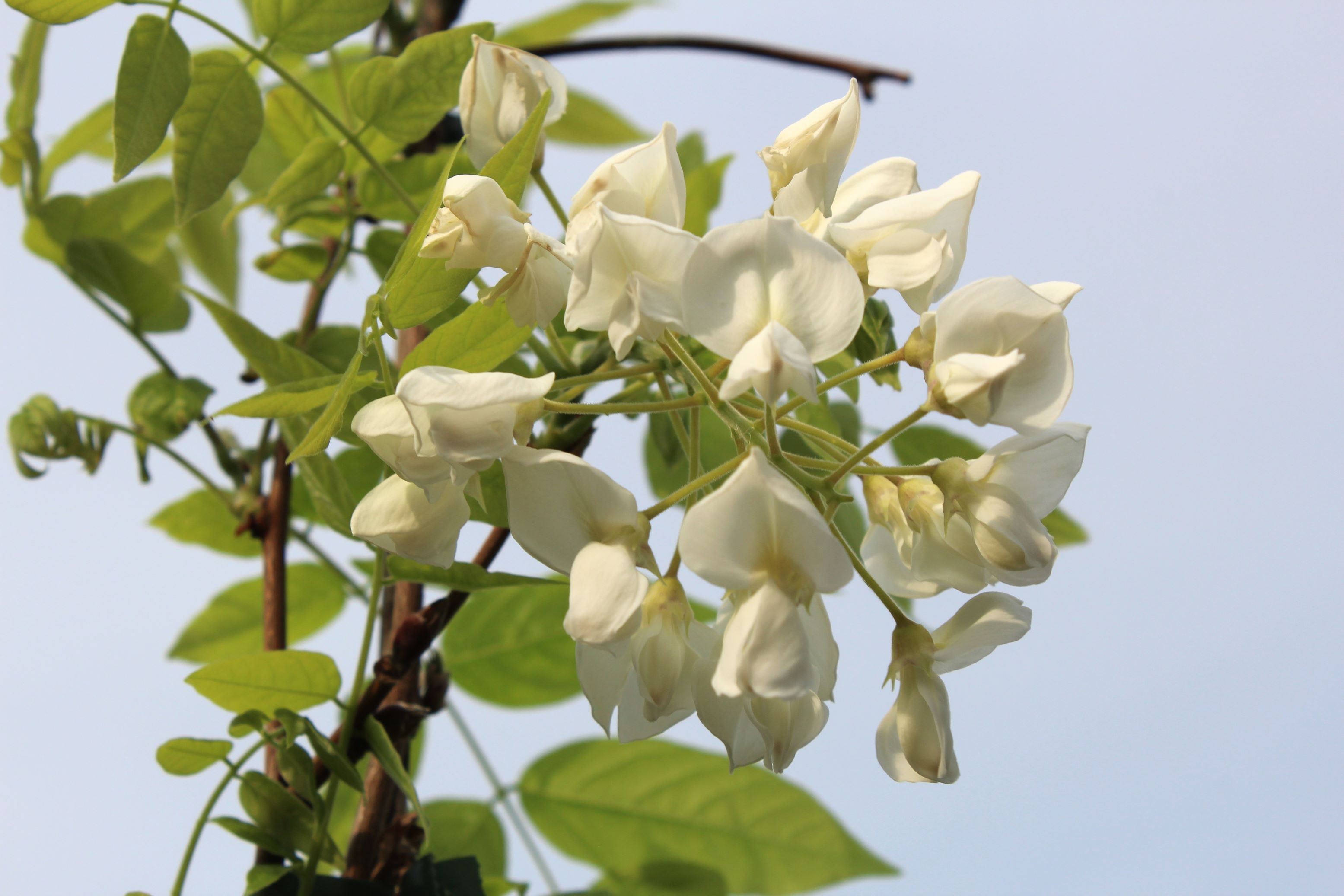 White Wisteria Kapitan Fuji