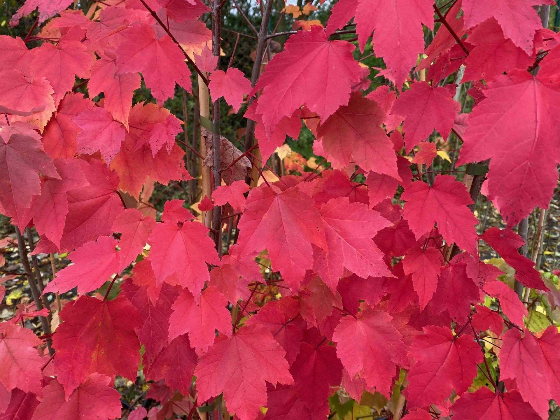 Érable rouge du Canada October Glory