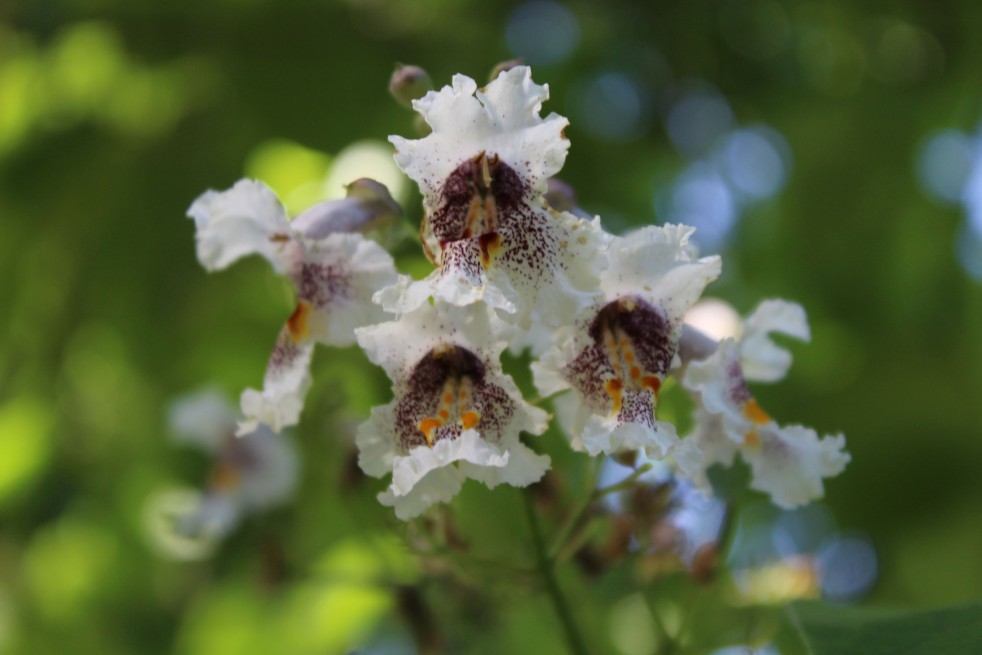 Catalpa bignonioides Aurea - Jardins du Monde.be