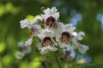 Catalpa bignonioides Aurea - Jardins du Monde.be