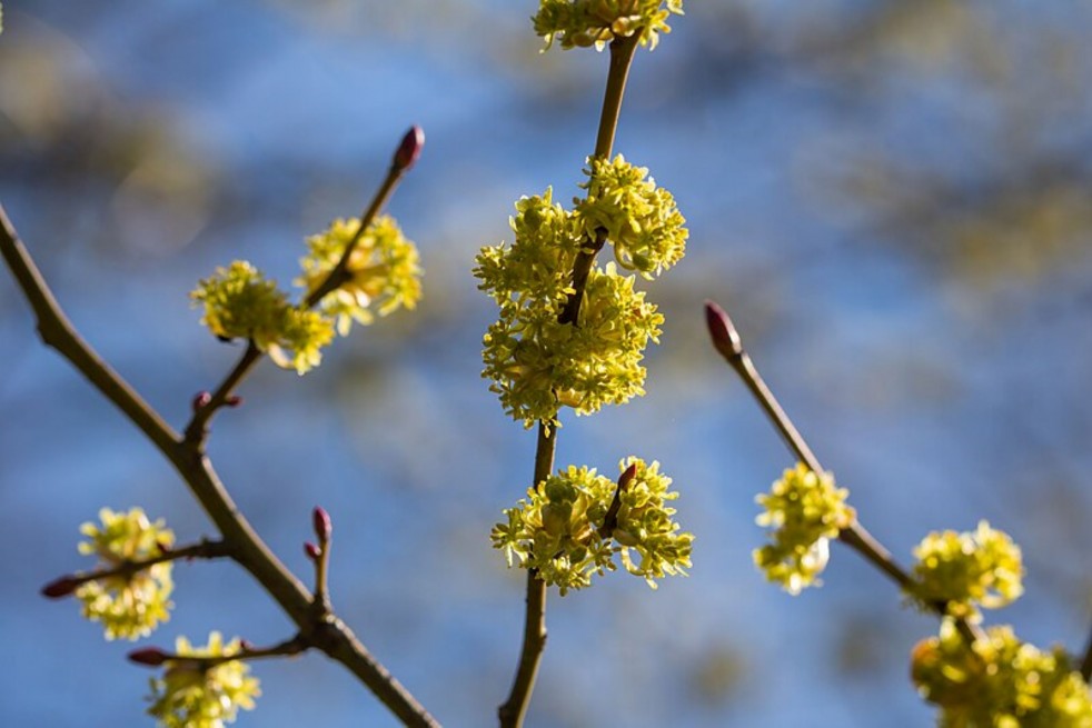 Lindera Obtusiloba - Susanne Nilsson, CC BY-SA 2.0 via Wikimedia Commons