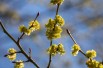 Lindera Obtusiloba - Susanne Nilsson, CC BY-SA 2.0 via Wikimedia Commons