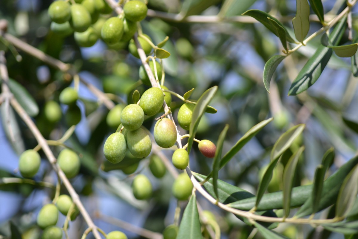 Pyramid olive tree
