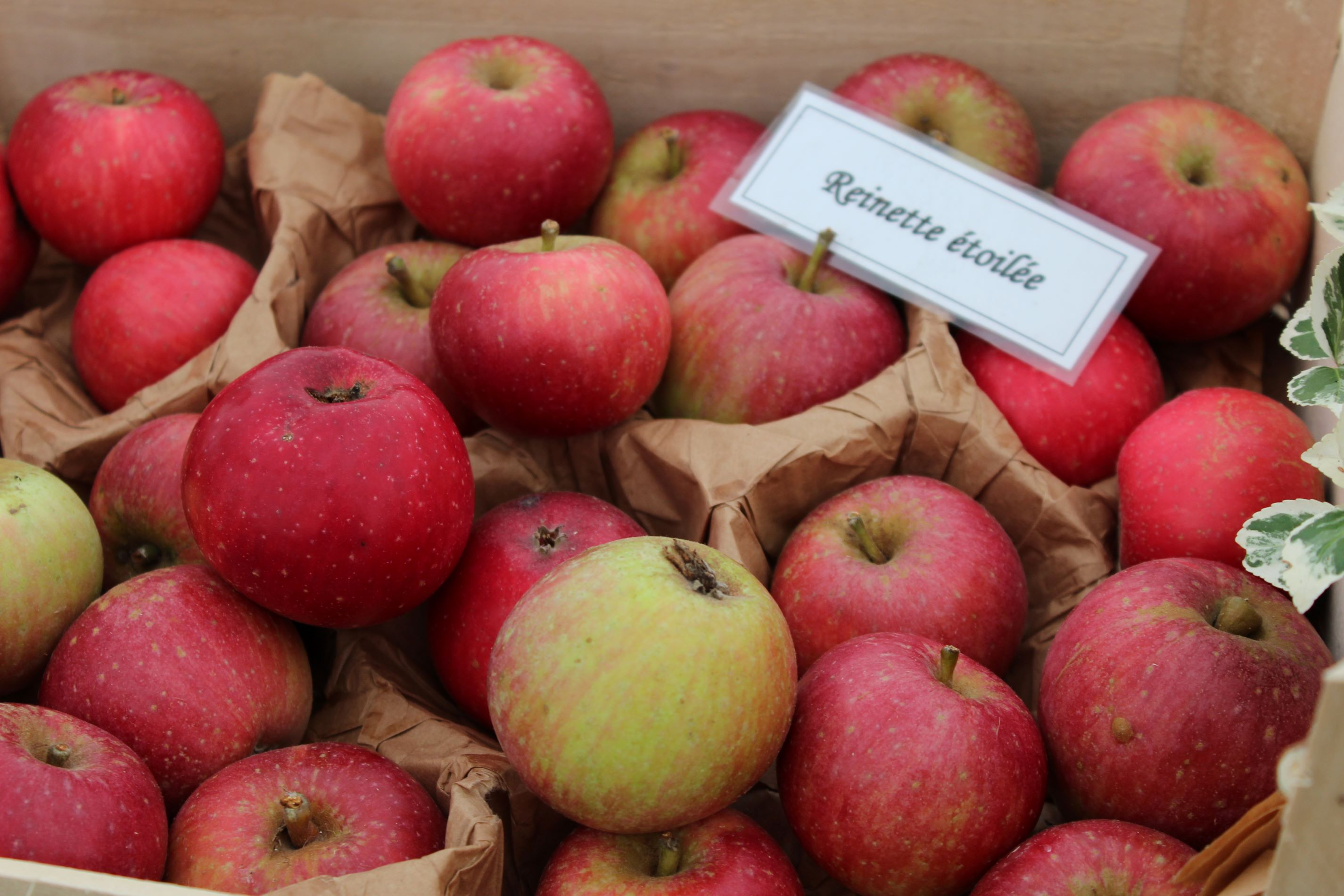 Reinette Étoilée apple tree