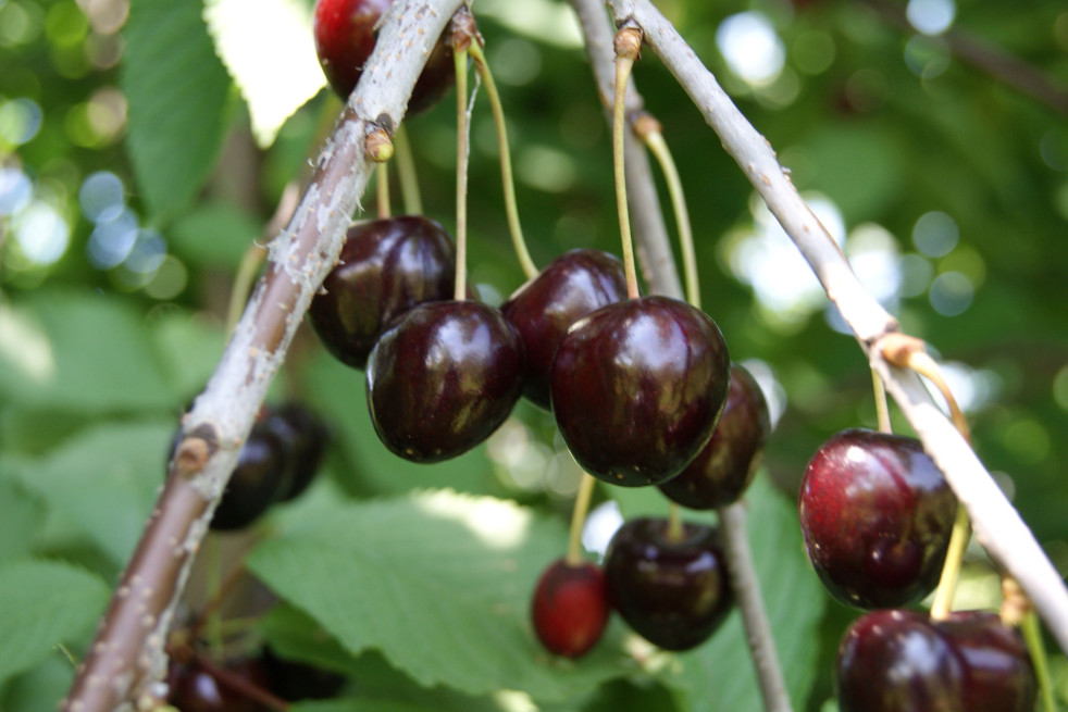 Prunus avium Stella - cerisier Stella - Jardins du Monde.be