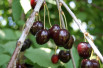 Prunus avium Stella - Stella Cherry tree - Jardins du Monde.be