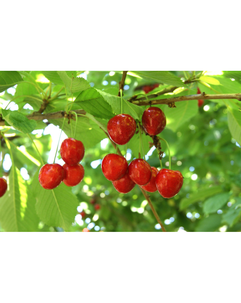 Montmorency cherry tree (Tart Cherry) - Prunus cerasus Griotte de ...