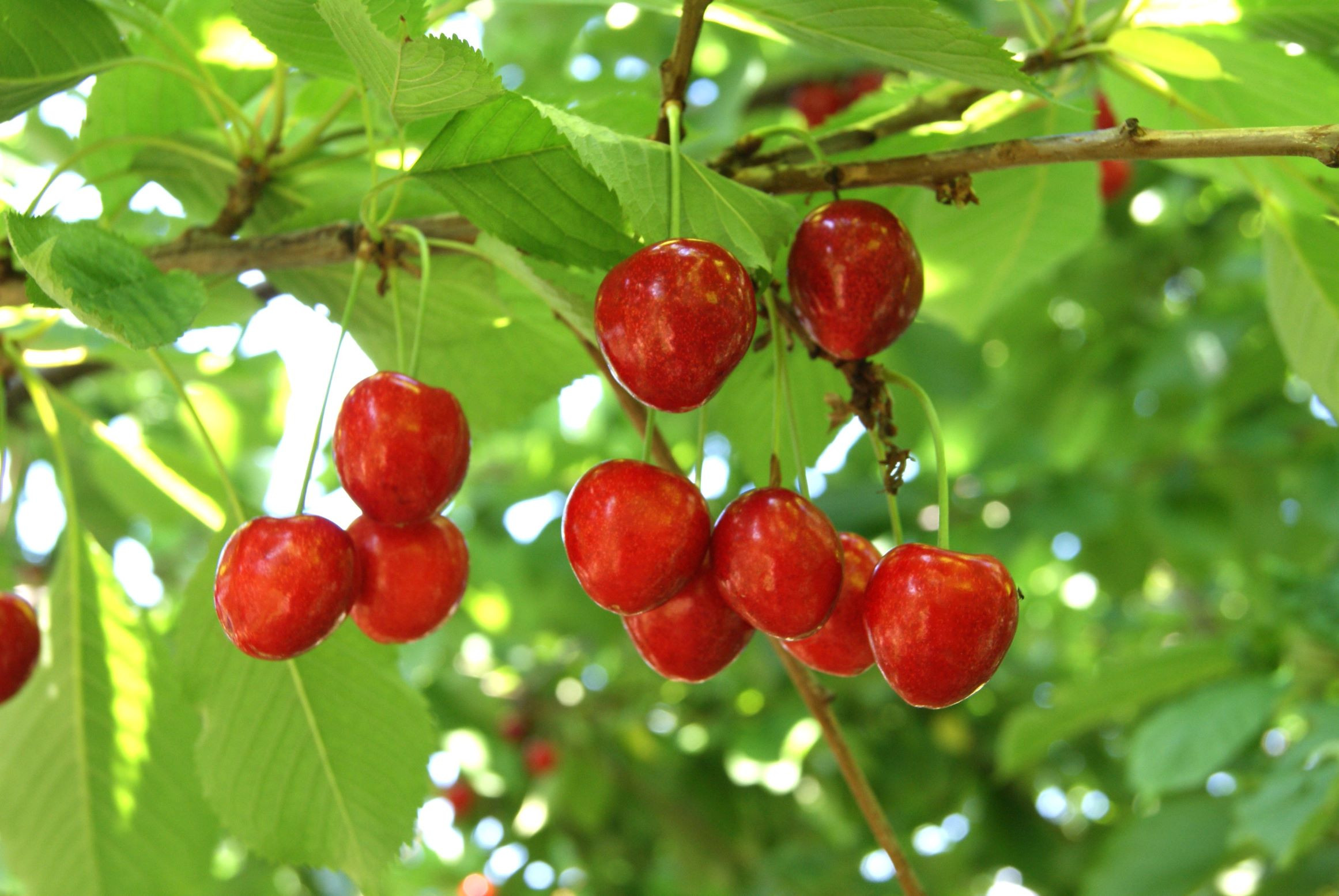 Montmorency cherry tree (Tart Cherry)