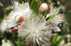 Myrtus communis Variegata - Stickpen, Public domain, via Wikimedia Commons