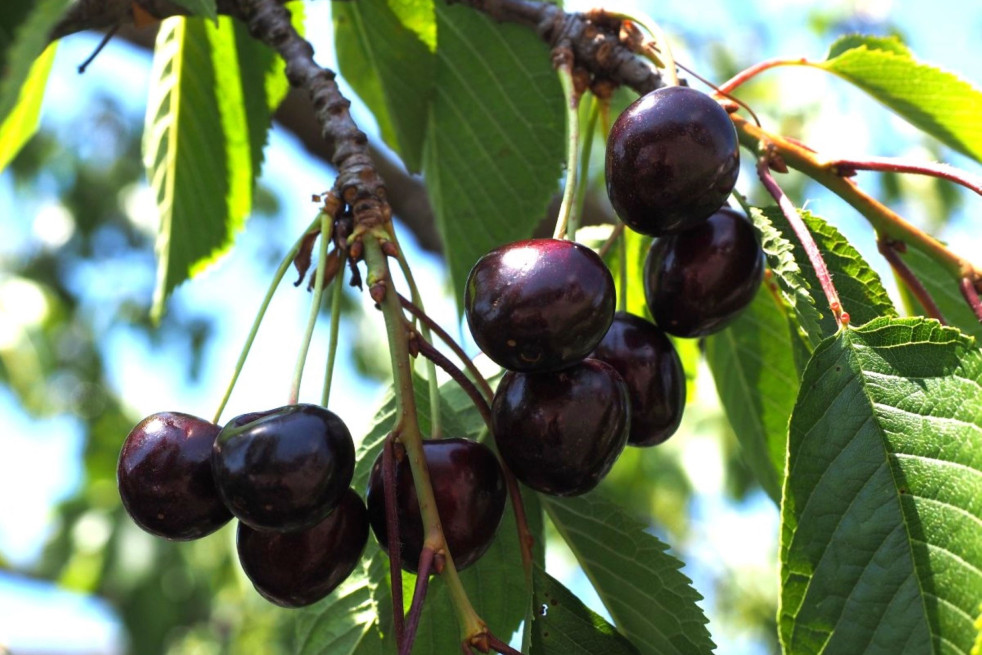 Prunus avium Moreau - Jardins du Monde.be