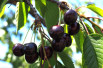 Prunus avium Moreau - Jardins du Monde.be