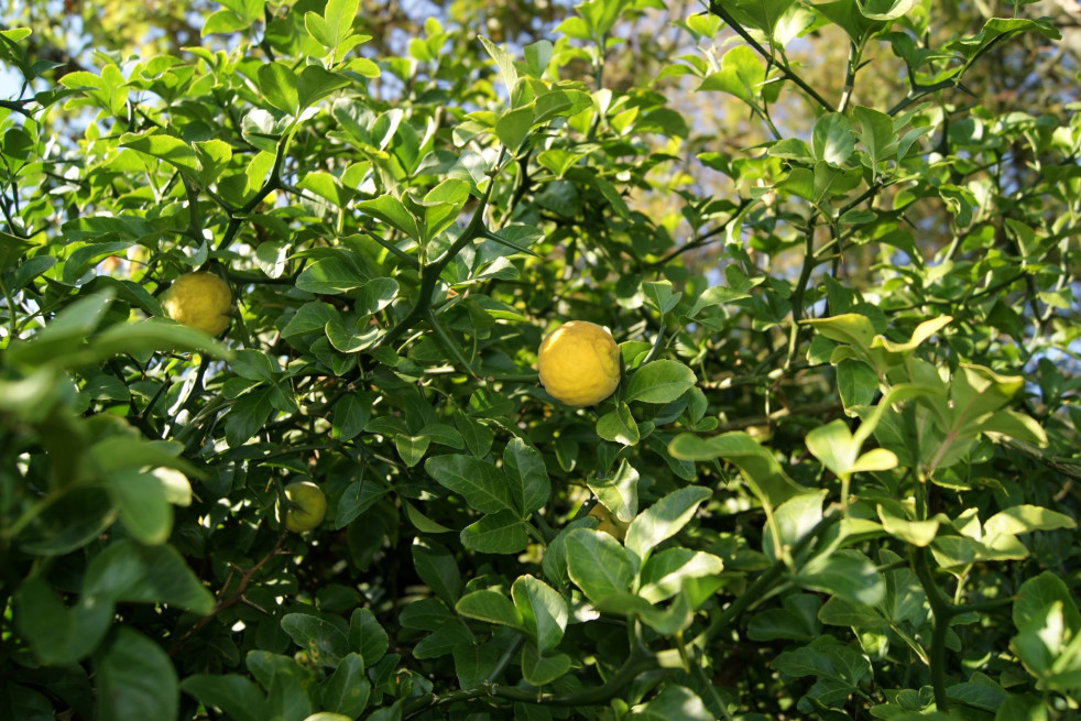 Poncirus trifoliata Kryder - Jardins du Monde.be