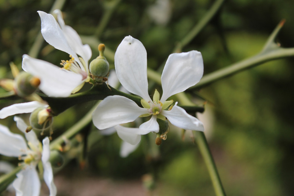 Poncirus trifoliata Kryder - Jardins du Monde.be