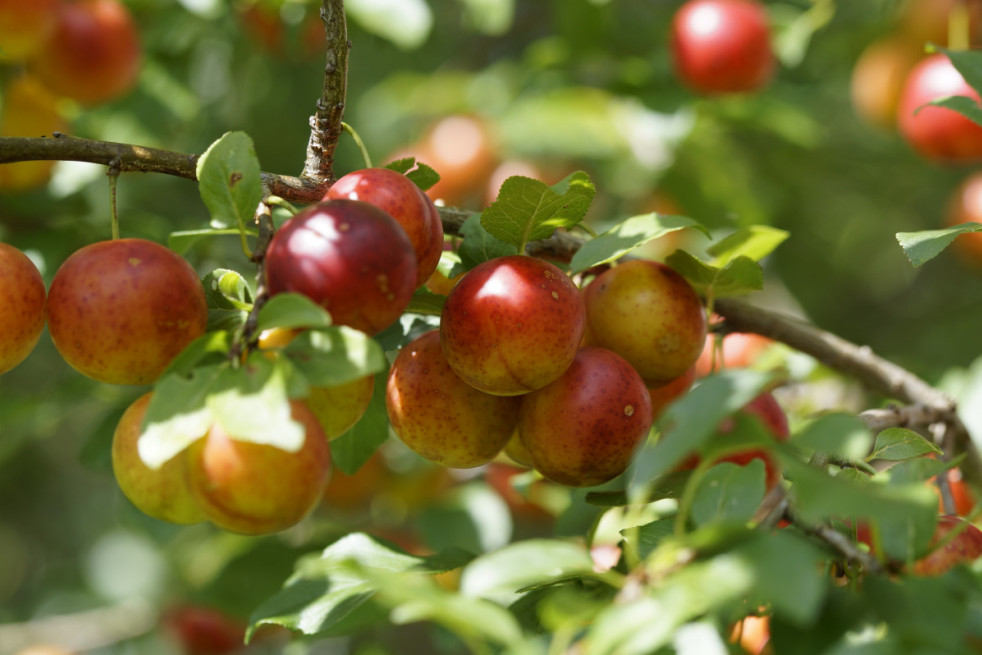 Prunus domestica Reine Claude Crottée