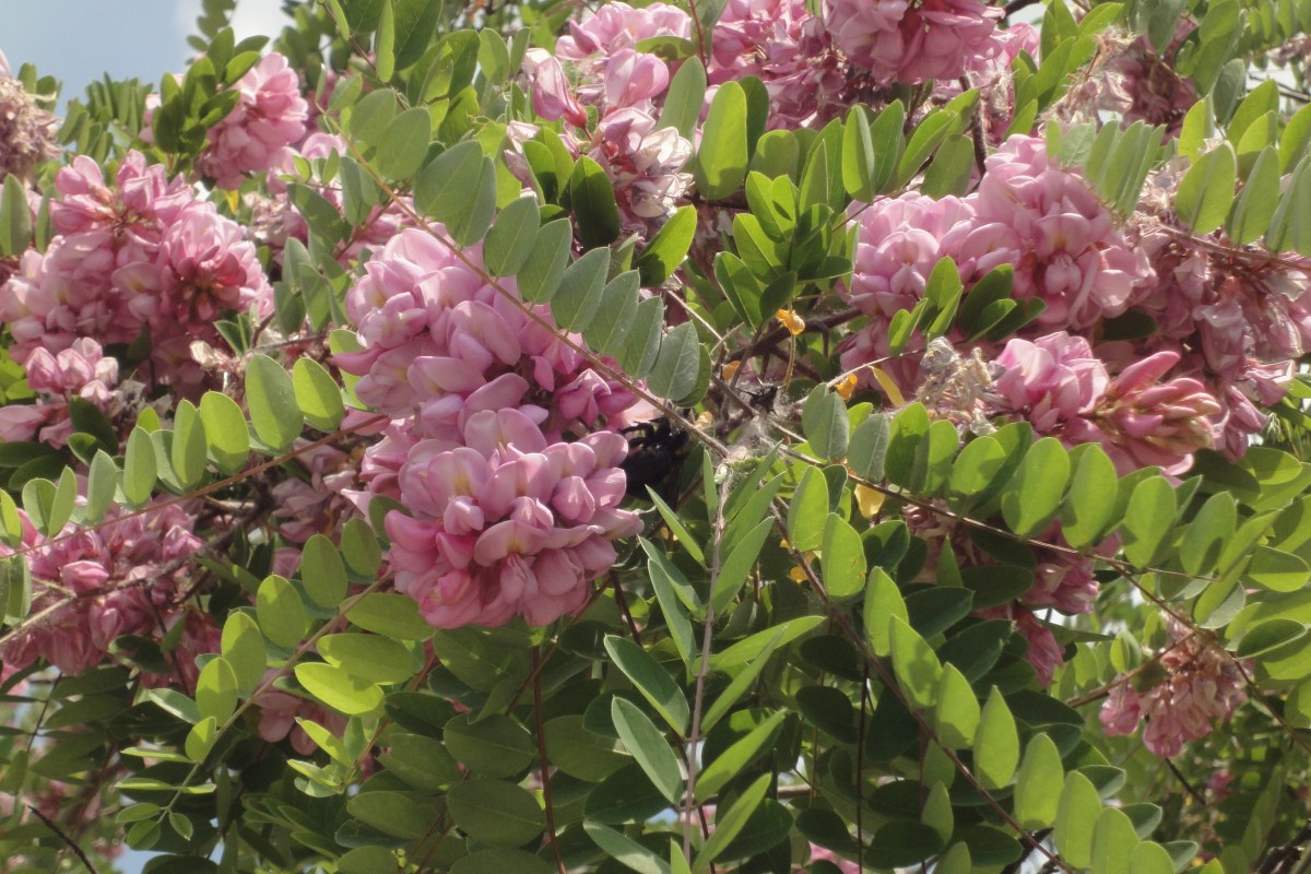 Pink-flowered locust tree