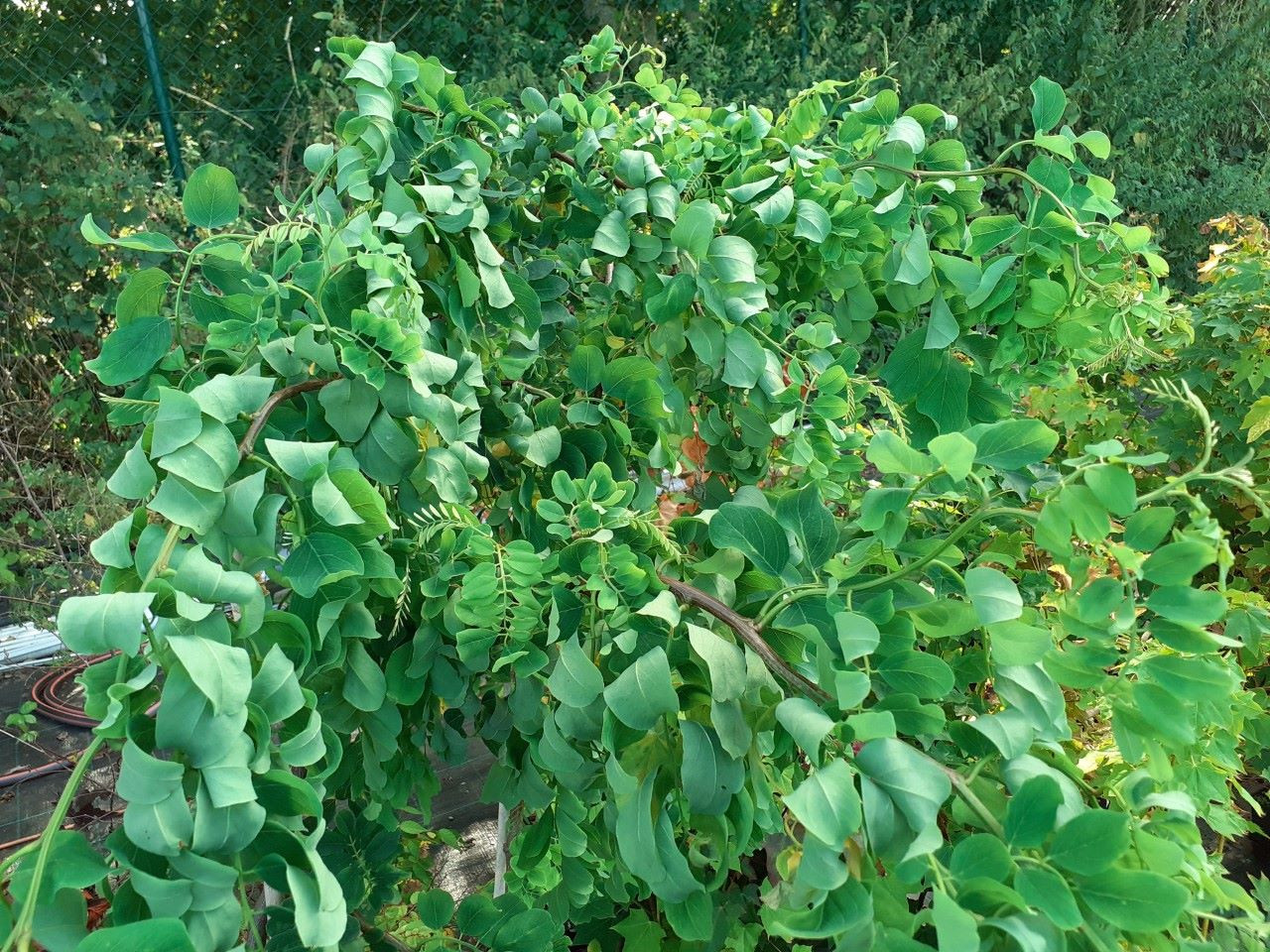 Robinier tortueux - acacia tortueux