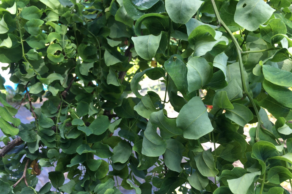 Robinia pseudoacacia Tortuosa - Jardins du Monde.be