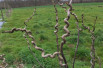 Robinia pseudoacacia Tortuosa - Jardins du Monde.be