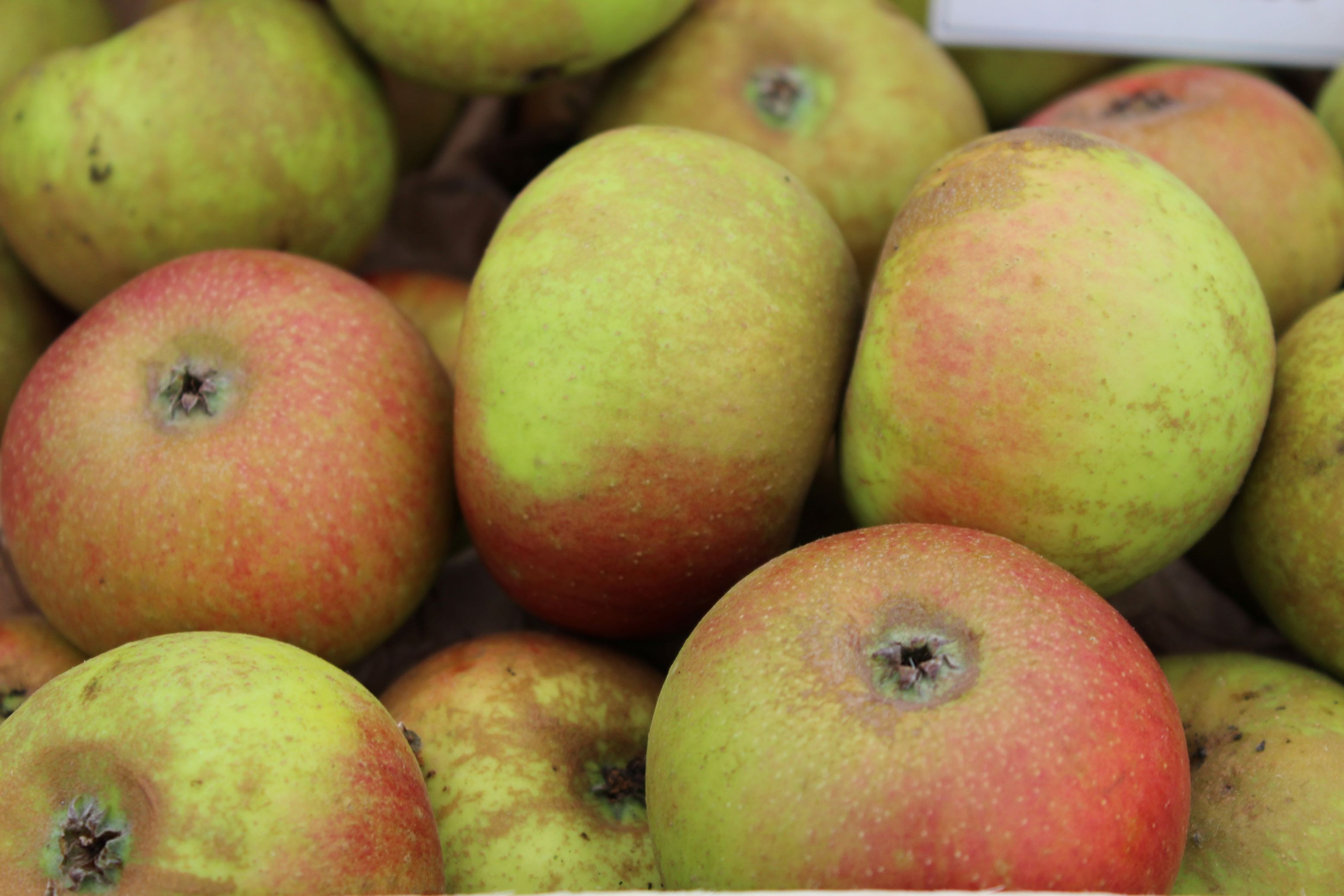 Reinette de France apple tree