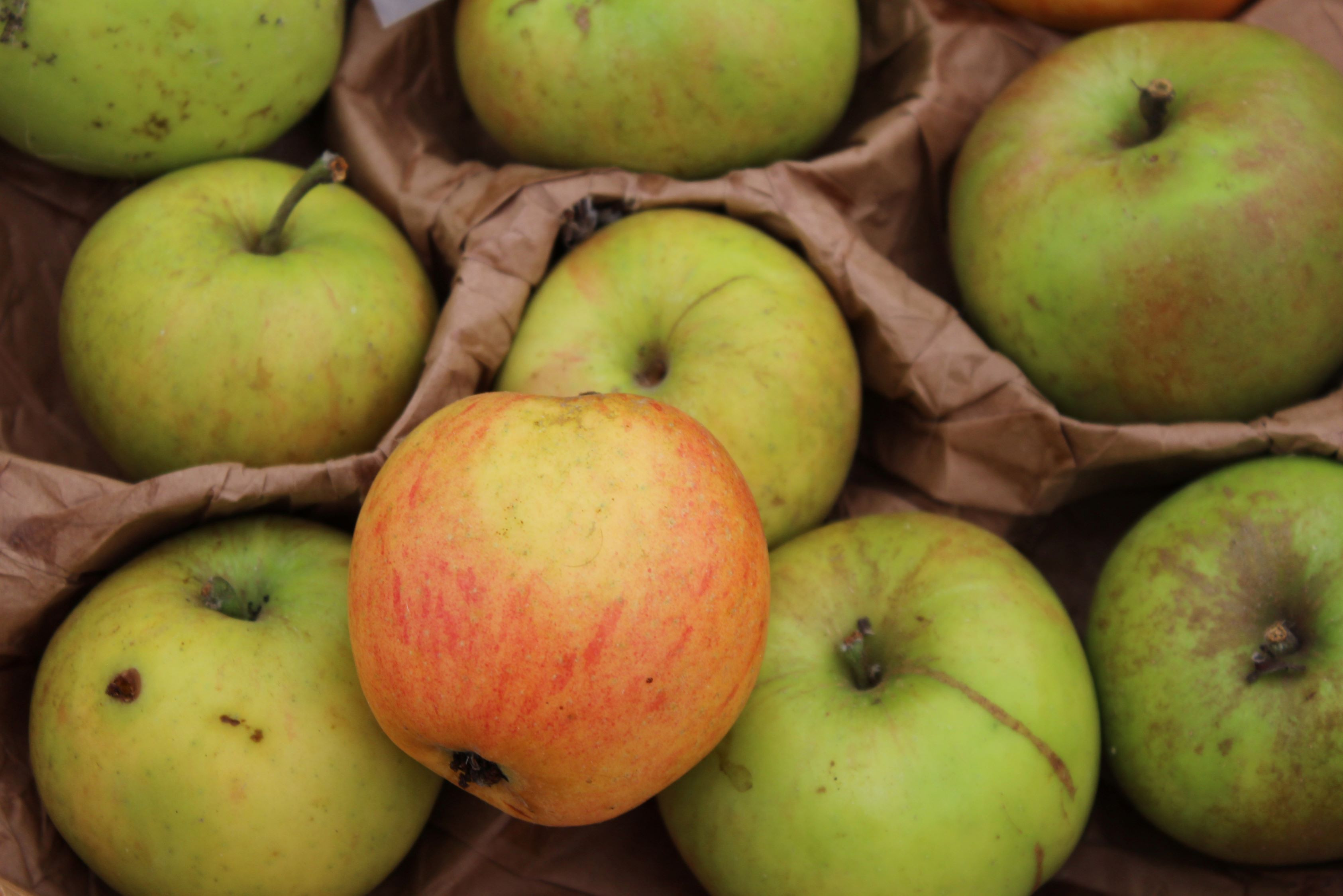 Reinette des Capucins apple tree