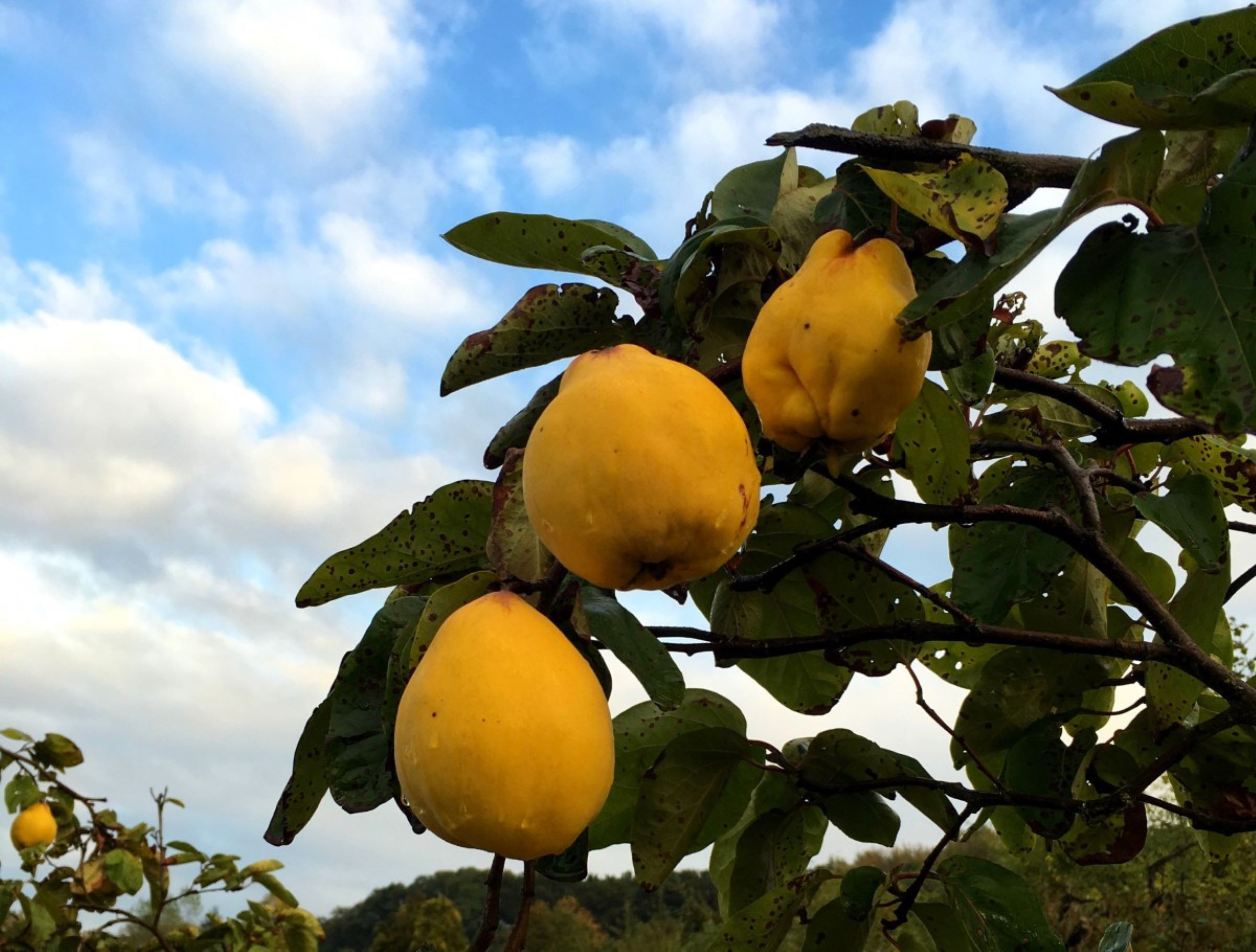 Portugal Quince