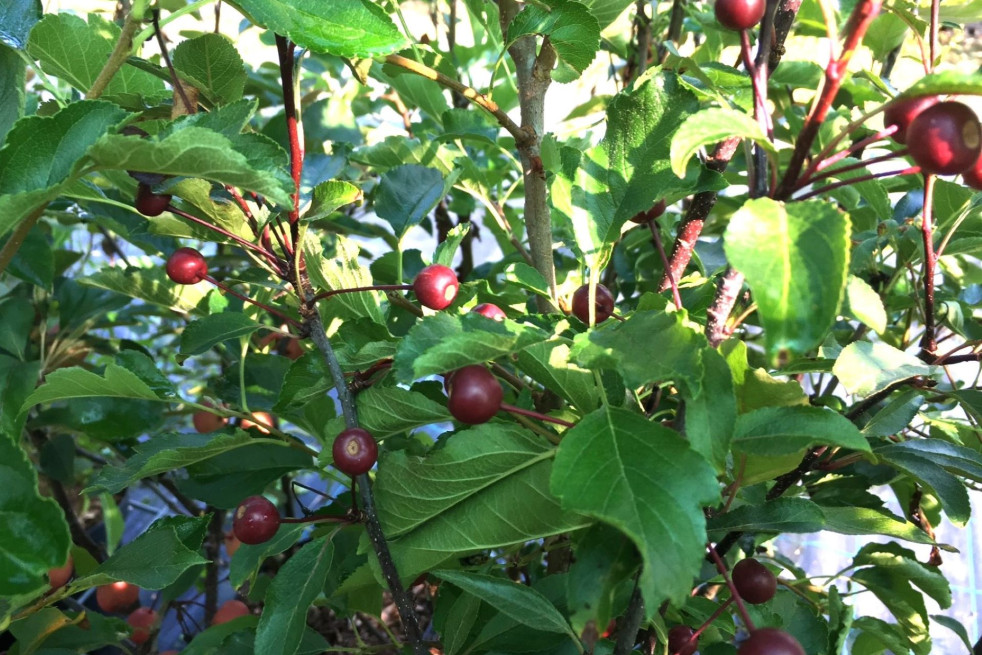 Malus Liset - Jardins du Monde.be