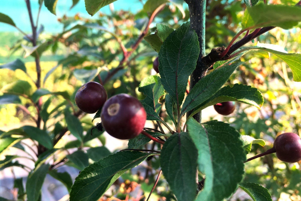 Malus Liset - Jardins du Monde.be