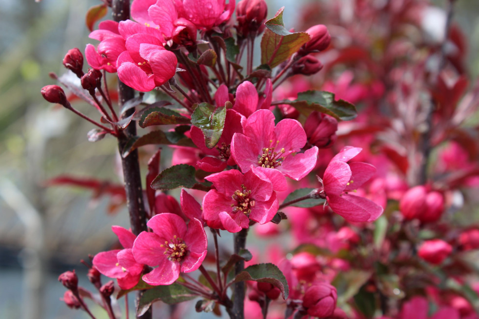 Malus Liset - Jardins du Monde.be