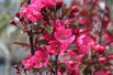 Malus Liset - Jardins du Monde.be