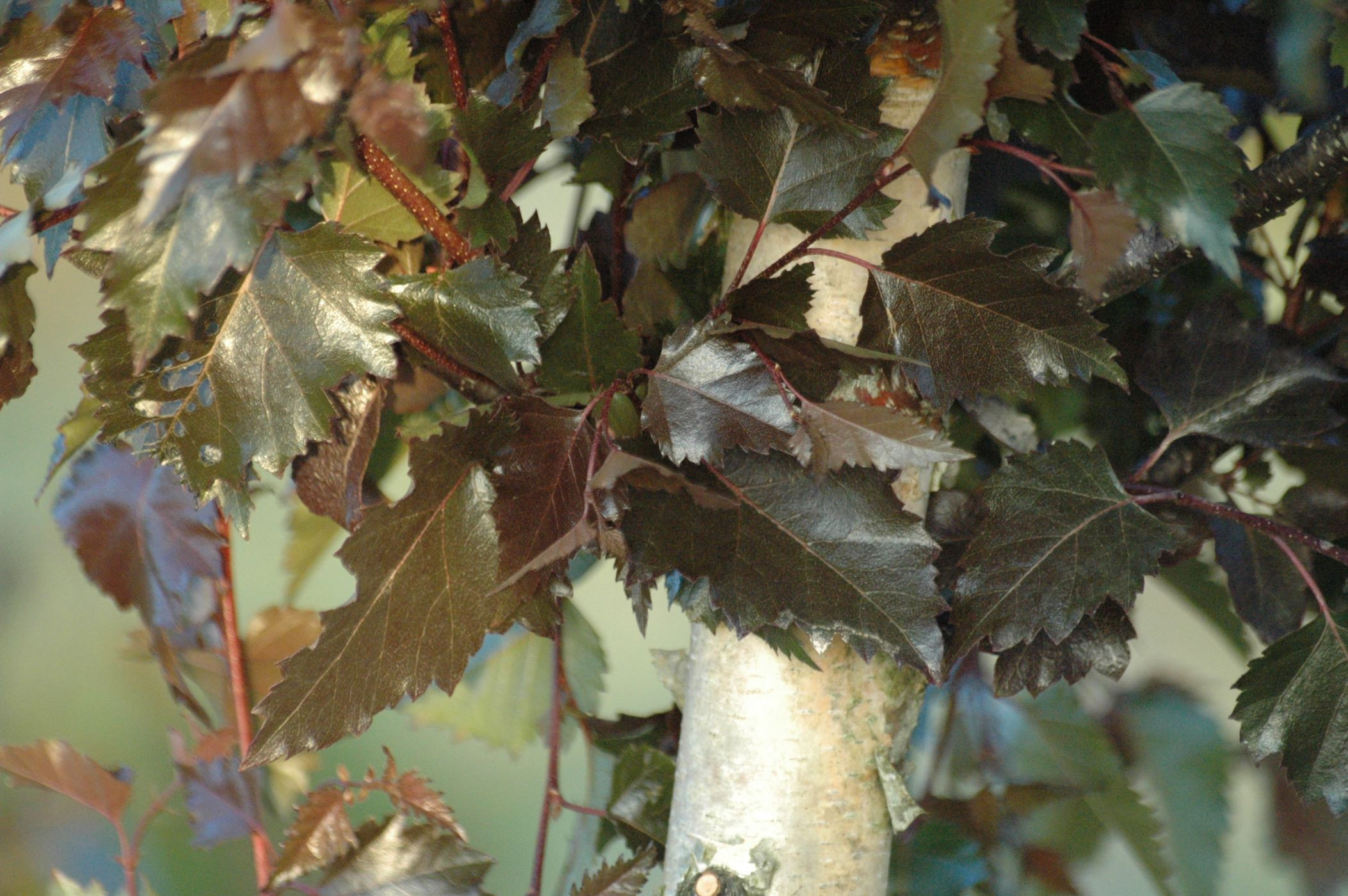 Royal Frost purple birch