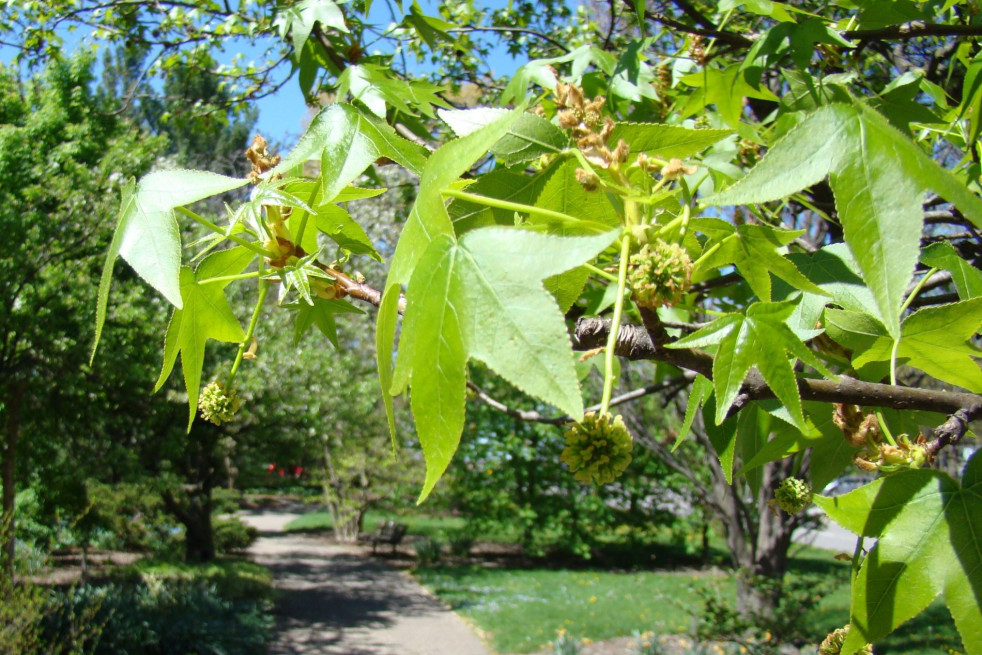 Liquidambar styraciflua Lane Roberts - Dan Keck from Ohio, CC0, via Wikimedia Commons