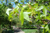 Liquidambar styraciflua Lane Roberts - Dan Keck from Ohio, CC0, via Wikimedia Commons